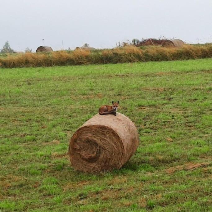 Ojcowski Zakatek-Uroczy Domek Do Wynajecia Daire Wola Kalinowska Dış mekan fotoğraf